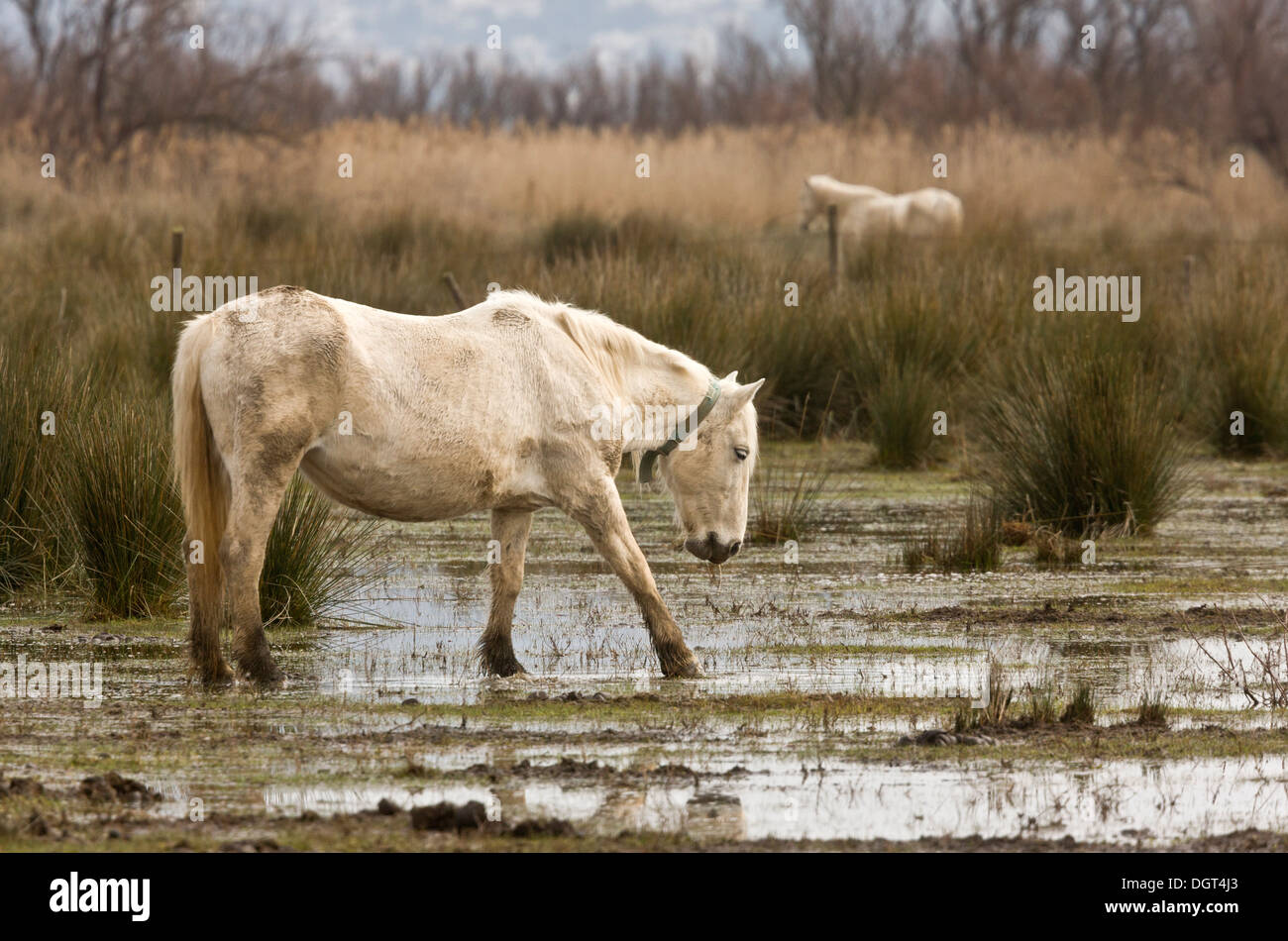 I cavalli bianchi pascolando le paludi del Parco naturale / Parc Natural dels Aiguamolls de l'Empordà, Catalogna, Spagna Foto Stock