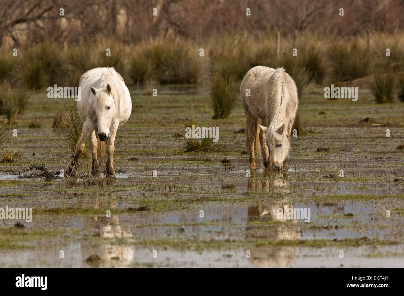 I cavalli bianchi pascolando le paludi del Parco naturale / Parc Natural dels Aiguamolls de l'Empordà, Catalogna, Spagna Foto Stock