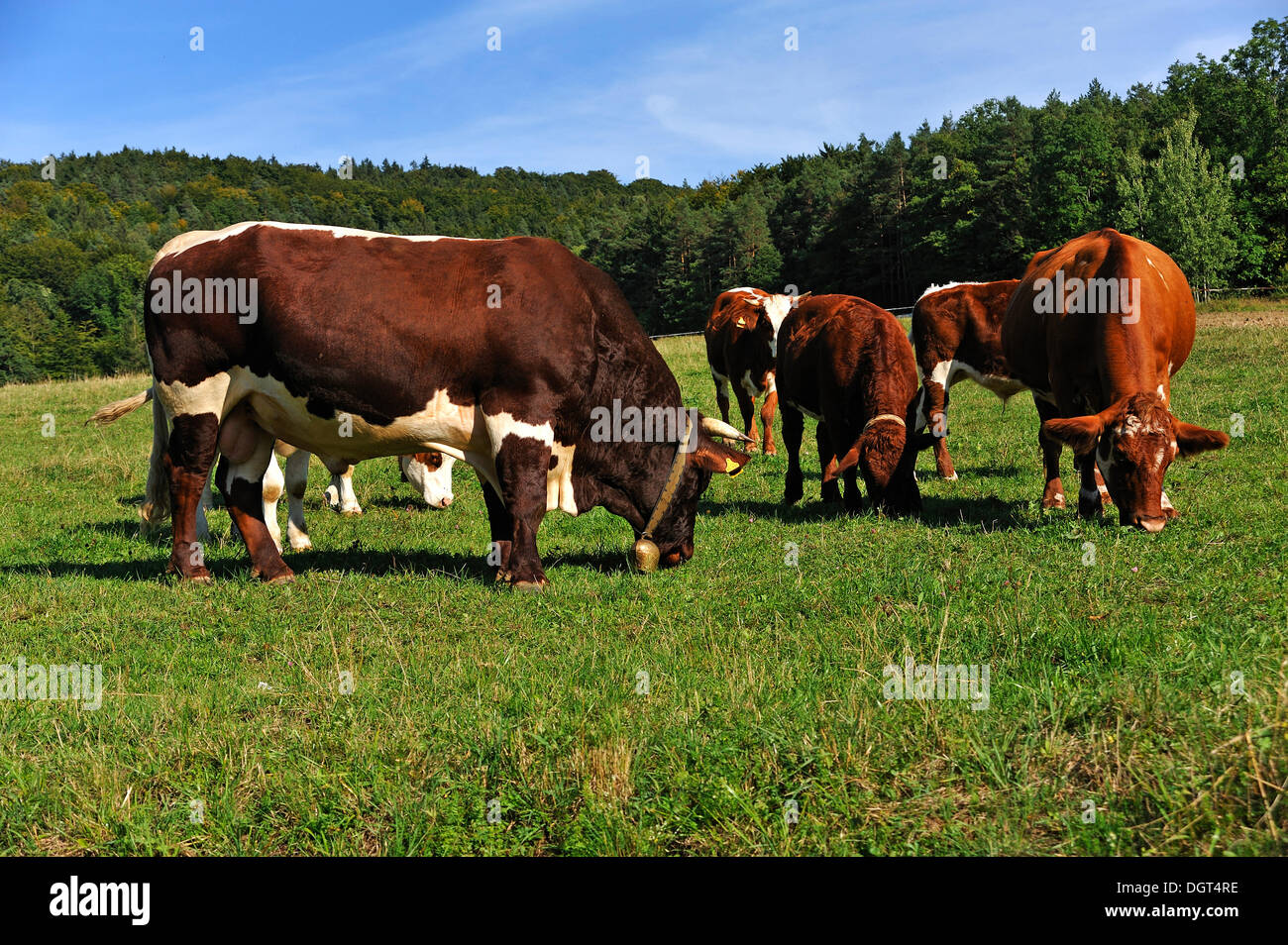 Allevamento di pascolo bull con vacche nutrici in un pascolo, Weissbach, Media Franconia, Baviera, PublicGround Foto Stock