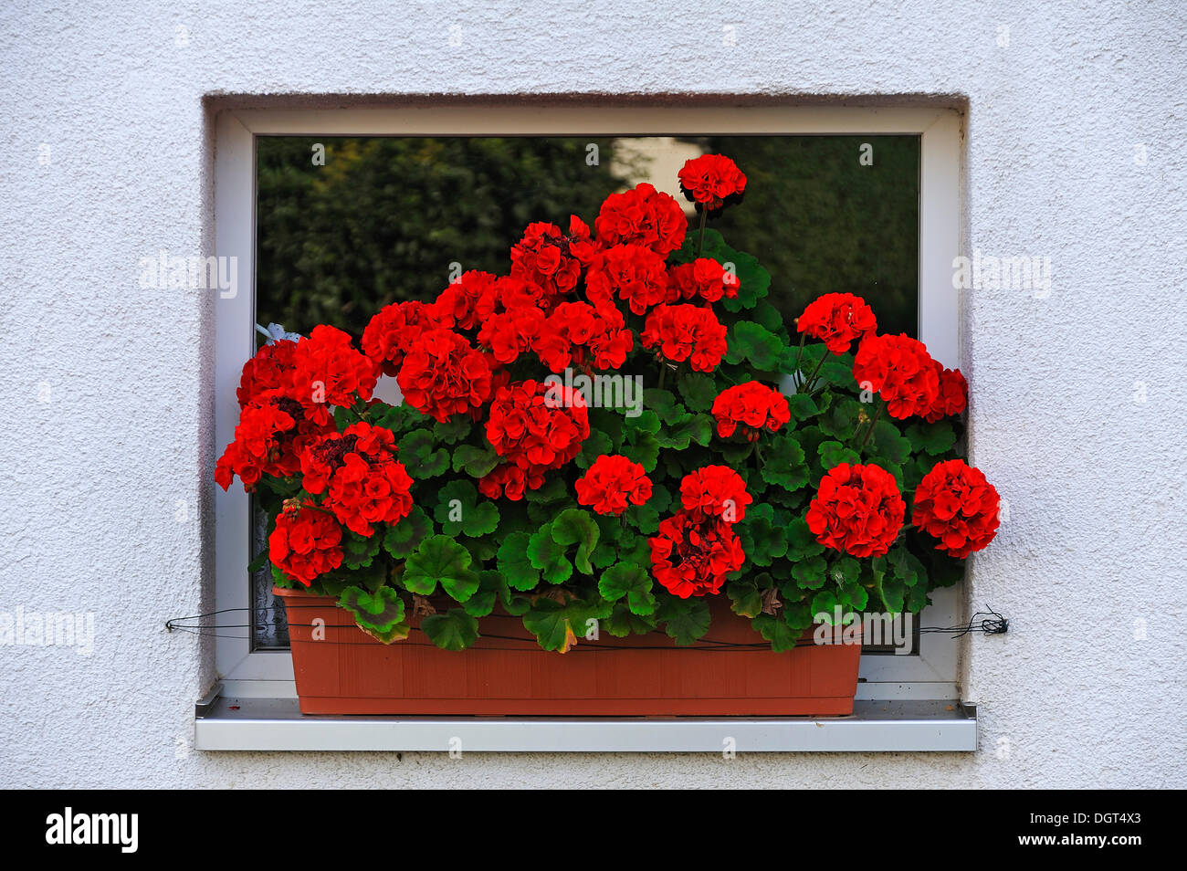 Fioritura dei gerani (Pelargonium graveolens) in una cassetta per fiori nella parte anteriore di una piccola finestra, Oeedhof, Alta Franconia, Bavaria Foto Stock
