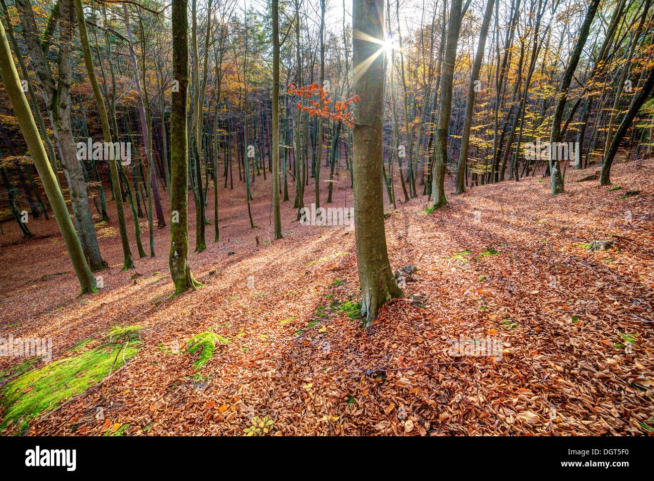 Sunrise in autunno il faggio e il bosco di querce Foto Stock