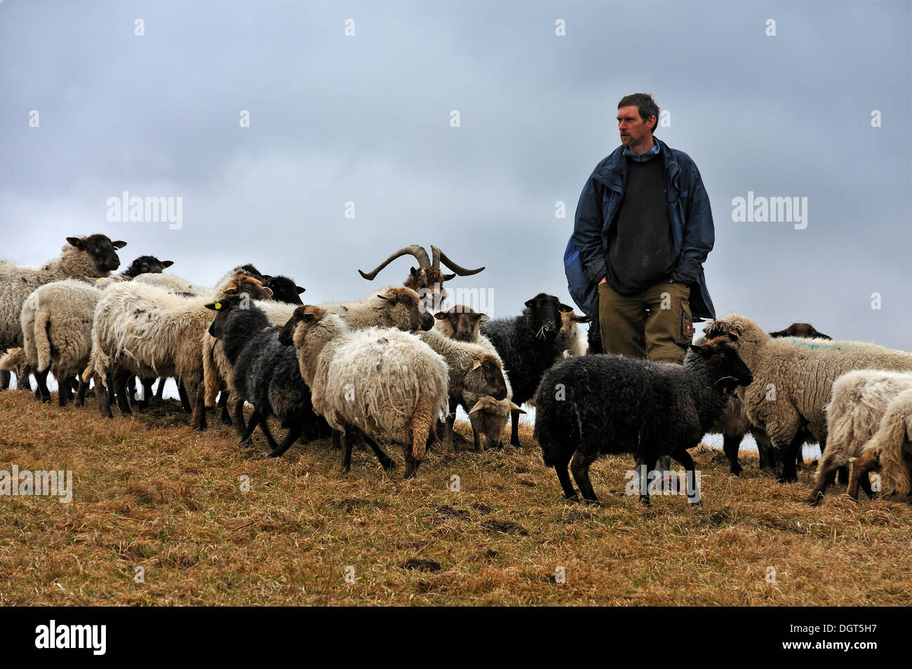 Giovane agricoltore cercando dopo le sue pecore, una capra al centro, Kalkberg, Nesow, Meclemburgo-Pomerania, Germania Foto Stock