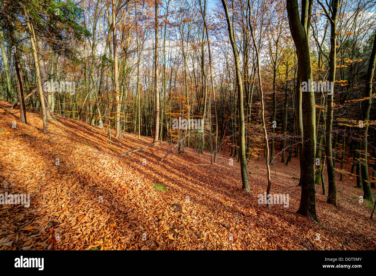 Sunrise in autunno il faggio e il bosco di querce Foto Stock