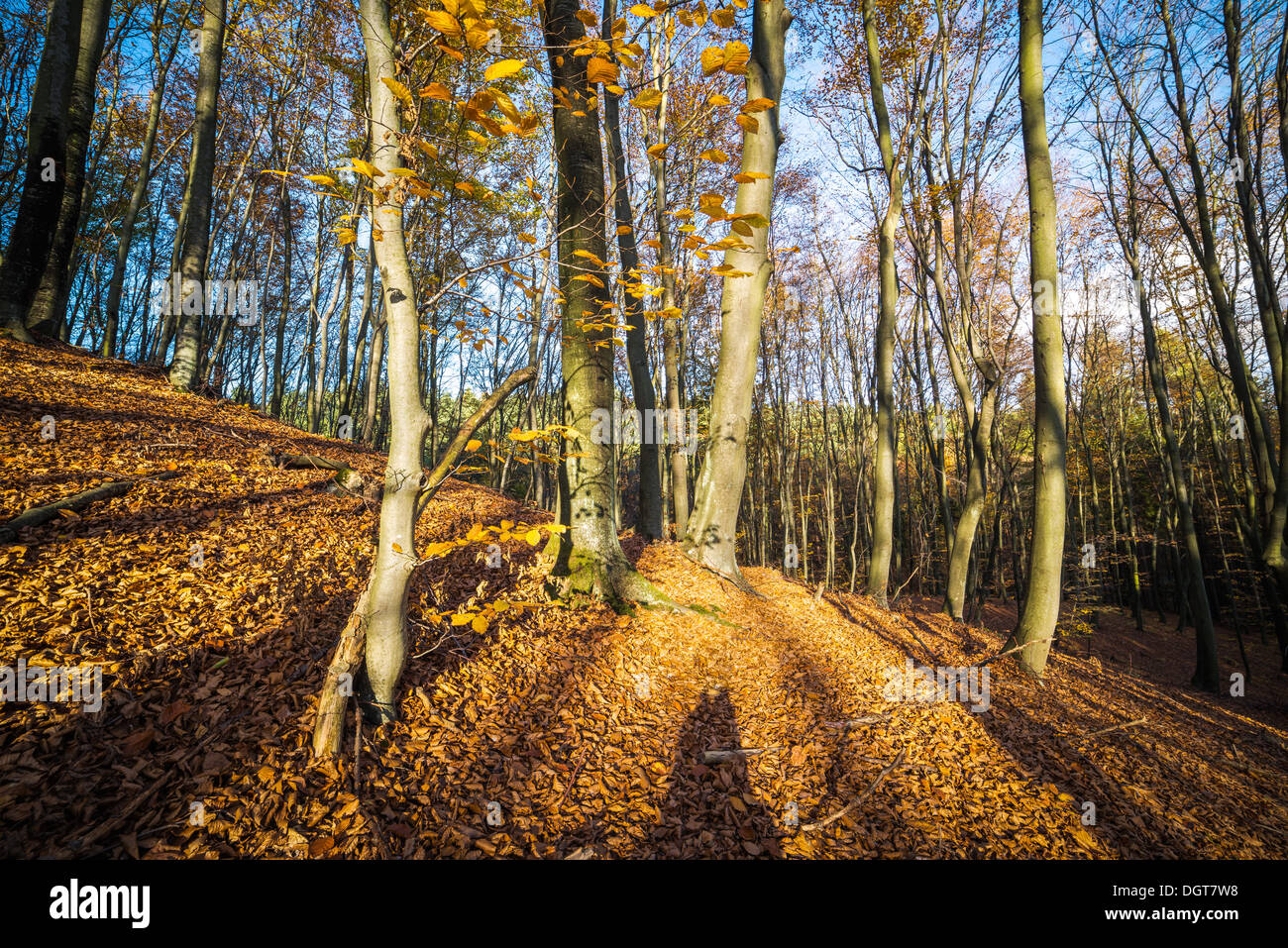 Sunrise in autunno il faggio e il bosco di querce Foto Stock