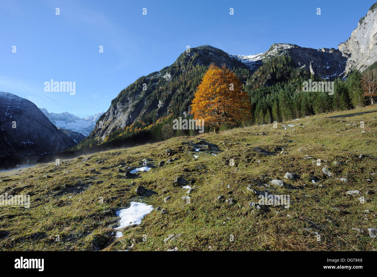 Albero con foglie di autunno e sulle montagne circostanti - Karwendel, Hinterriss, Eng, Austria Foto Stock