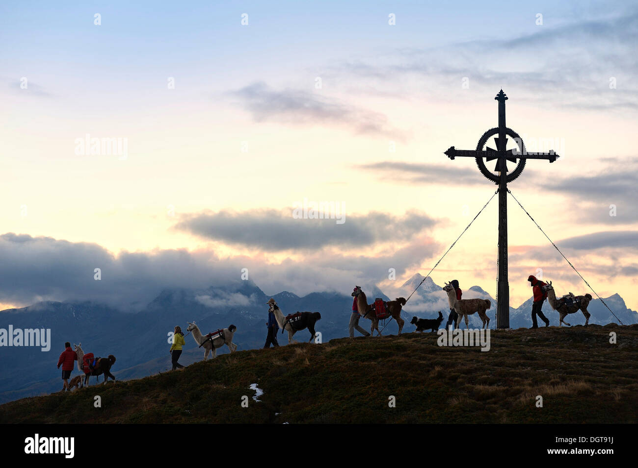 Lama tour al vertice della montagna Ederplan nel gruppo Defregger, carniche, Dolomiti di Lienz superiore, Val Pusteria, Tirolo orientale Foto Stock