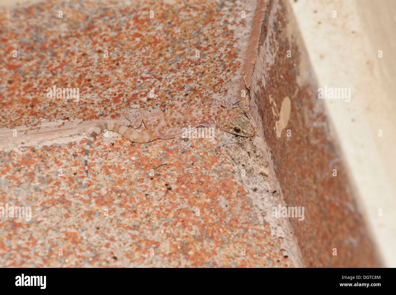 Mediterranean House Gecko / Turco Gecko, Hemidactylus turcicus su un muro di casa di notte; Chios, Grecia. Foto Stock