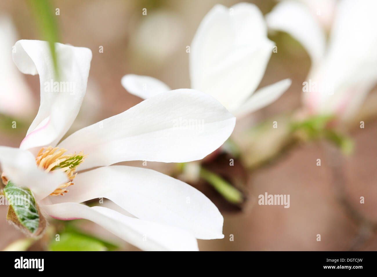 Inizio della primavera molto atteso bianche fioriture di magnolia Jane Ann Butler JABP Fotografia1029 Foto Stock