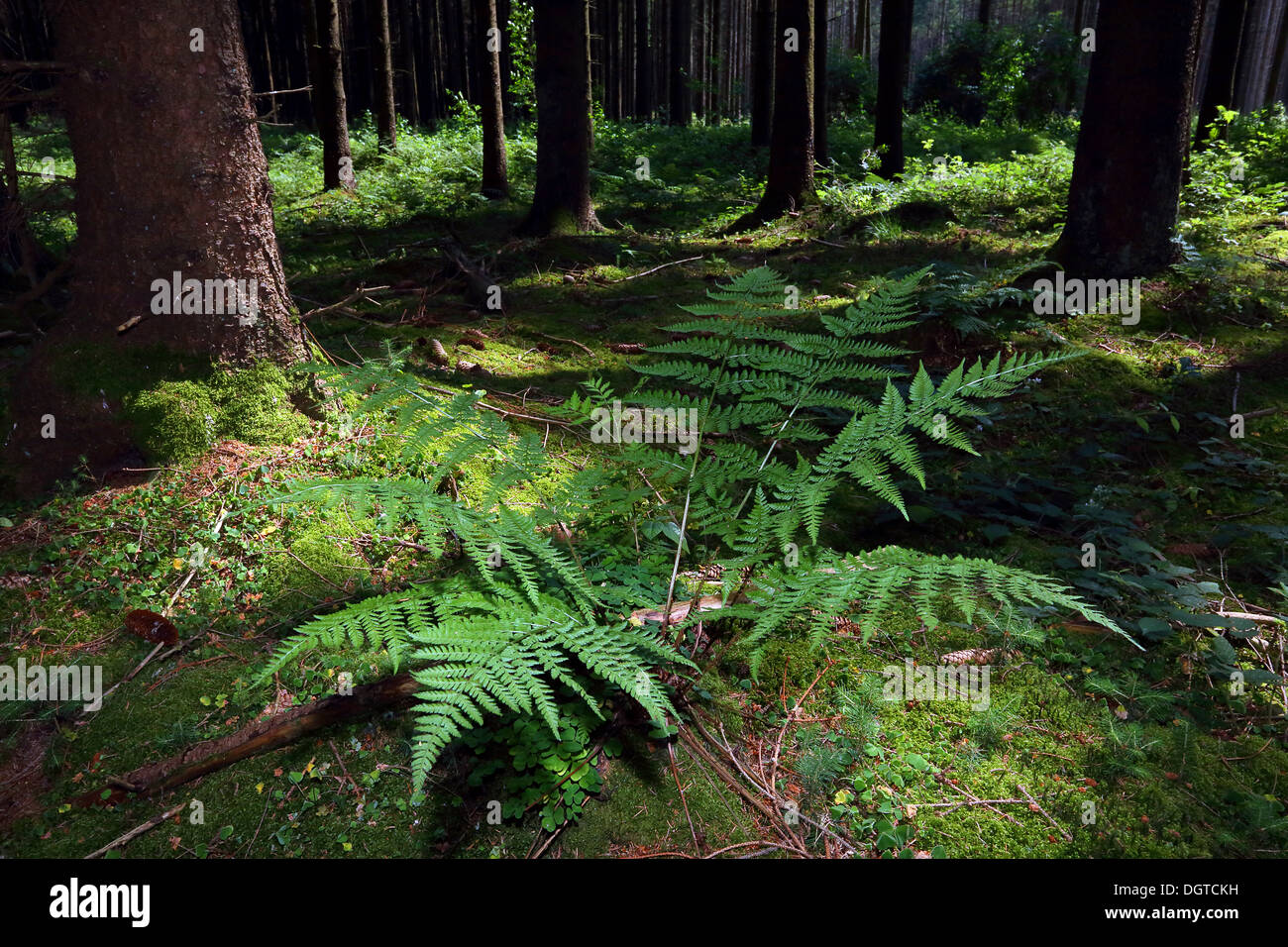 Dryopteris dilatata, ampia buckler fern Foto Stock