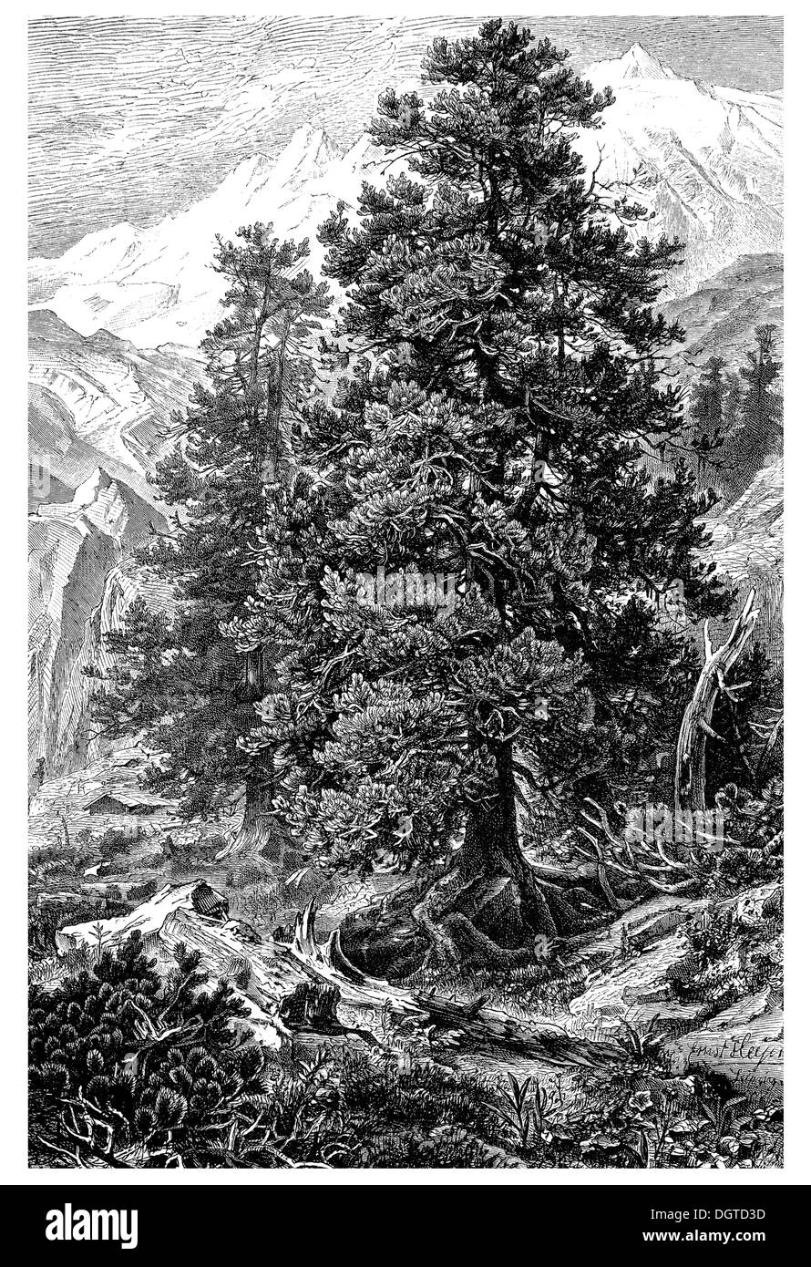Display grafico I, pino cembro o Arolla pine (Pinus cembra L.), Illustrazione, Meyers Konversations-Lexikon enciclopedia, 1897 Foto Stock