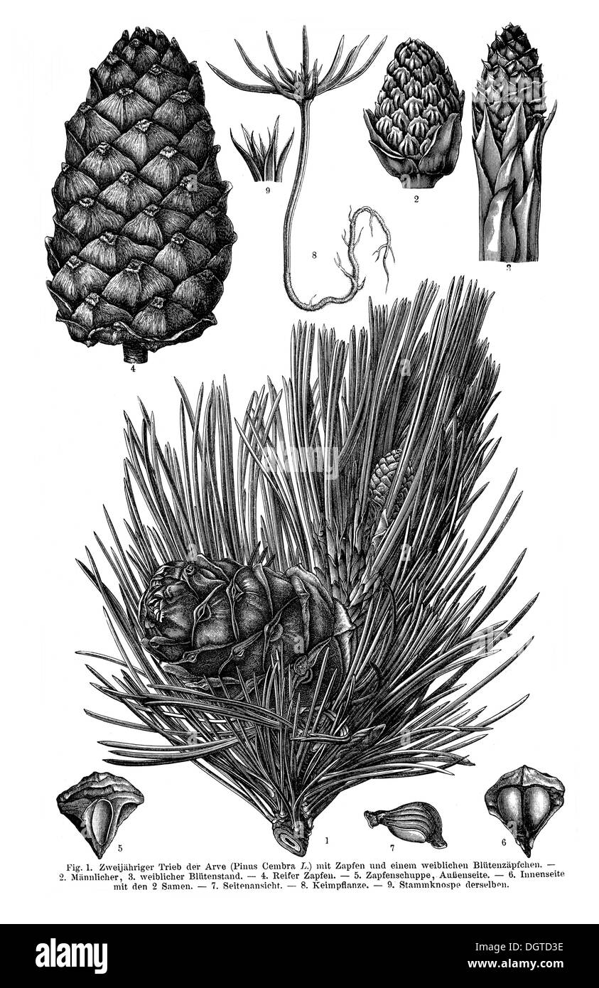 Display grafico II, pino cembro o Arolla pine (Pinus cembra L.), Illustrazione, Meyers Konversations-Lexikon enciclopedia, 1897 Foto Stock