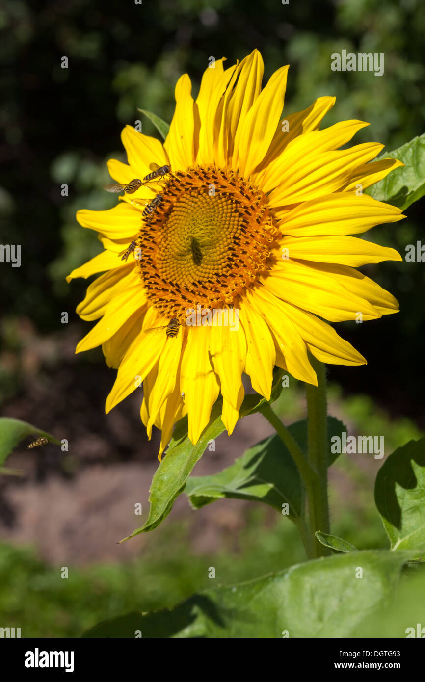 Bellissimo il girasole Foto Stock