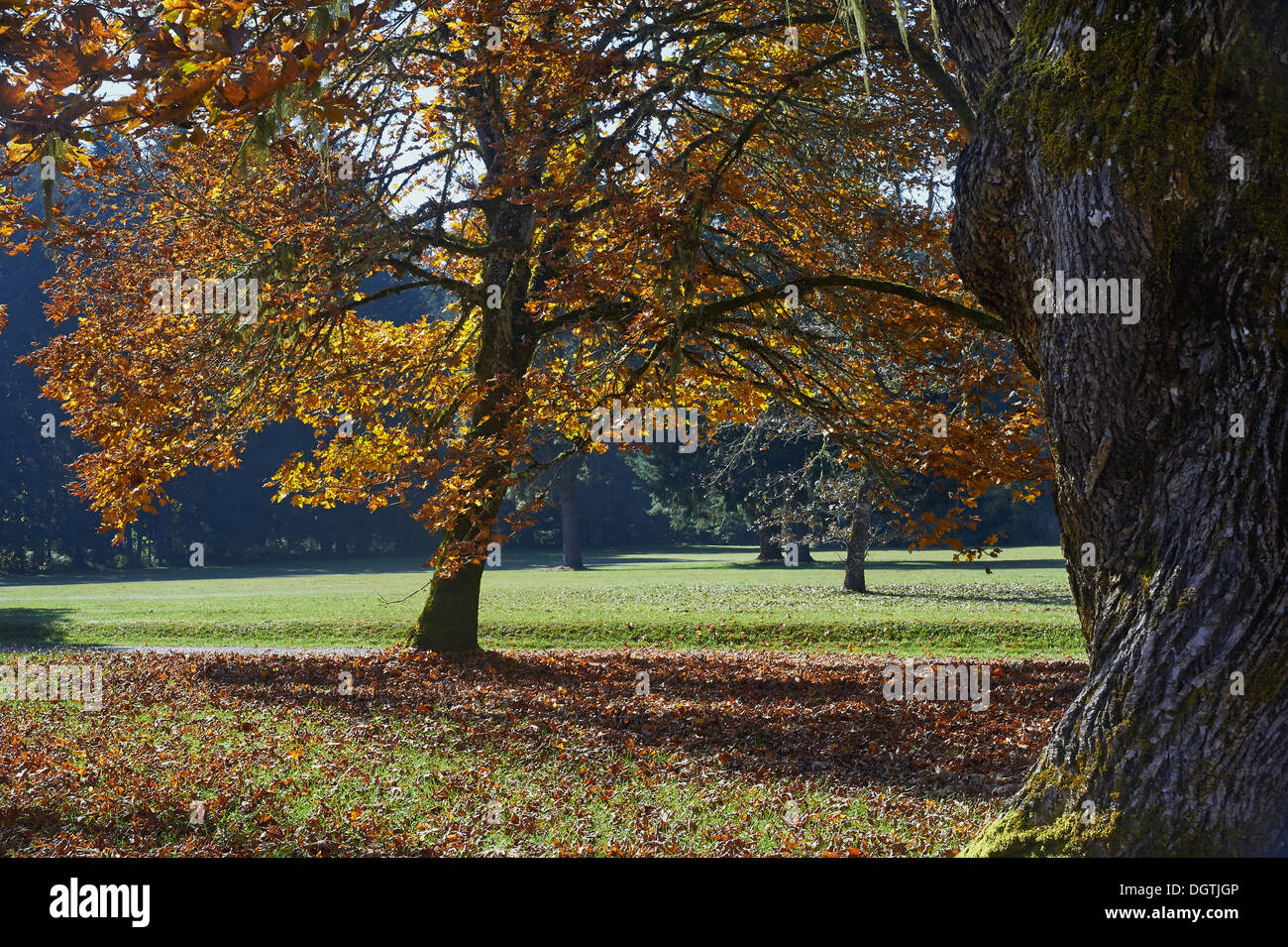 Una soleggiata giornata autunnale nel Parco Zumwalt. Foto Stock