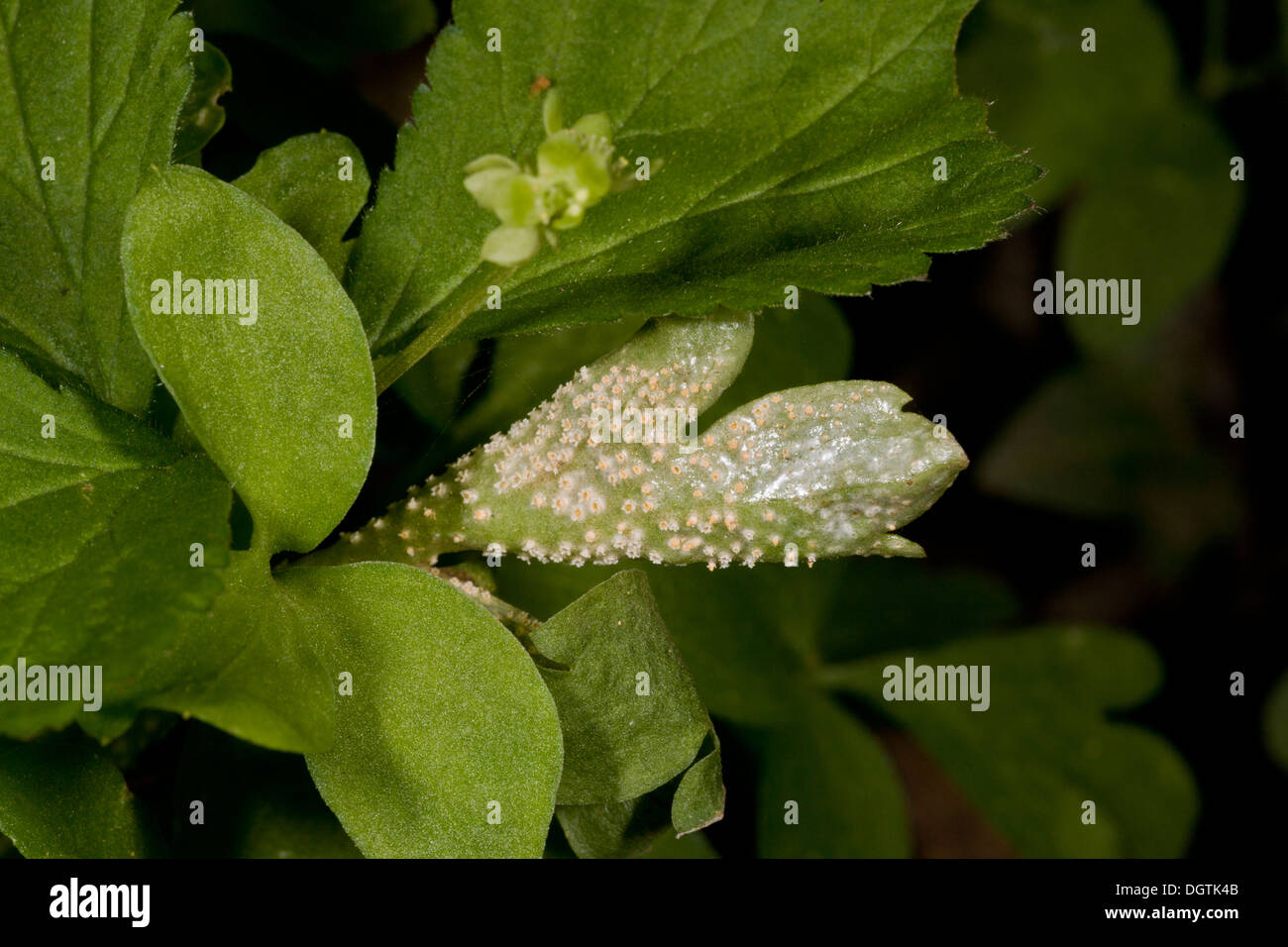 Un fungo di ruggine, Puccinia su albescens moschatel, Adoxa moschatellina nel bosco, Dorset. Foto Stock