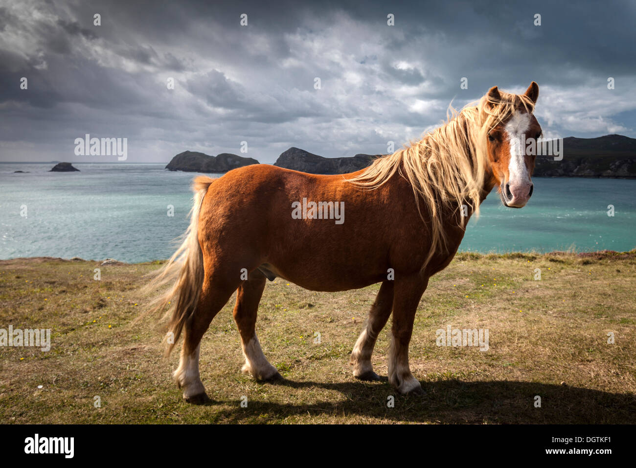 Pony selvatici in corrispondenza del bordo di St David's testa su una burrasca, giornata di vento Foto Stock
