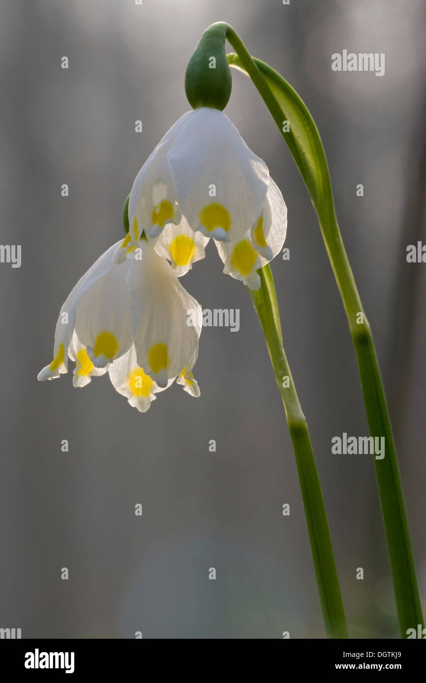 Il simbolo del fiocco di neve di primavera (Leucojum vernum), Turingia Foto Stock
