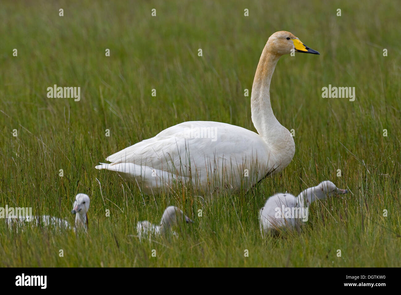 Whooper Swan (Cygnus cygnus) con pulcini, Islanda, Europa Foto Stock