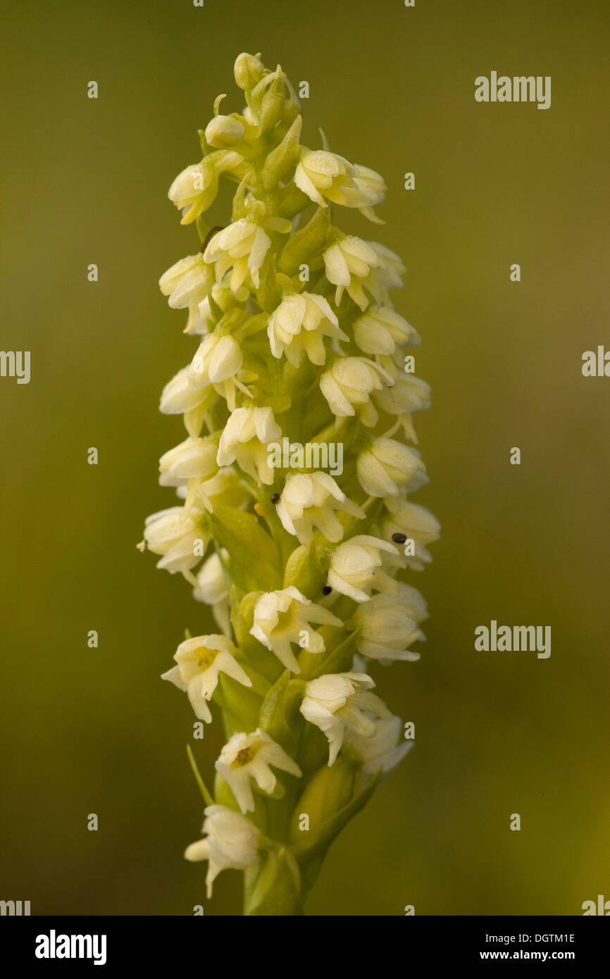 Orchidea di montagna immagini e fotografie stock ad alta risoluzione - Alamy