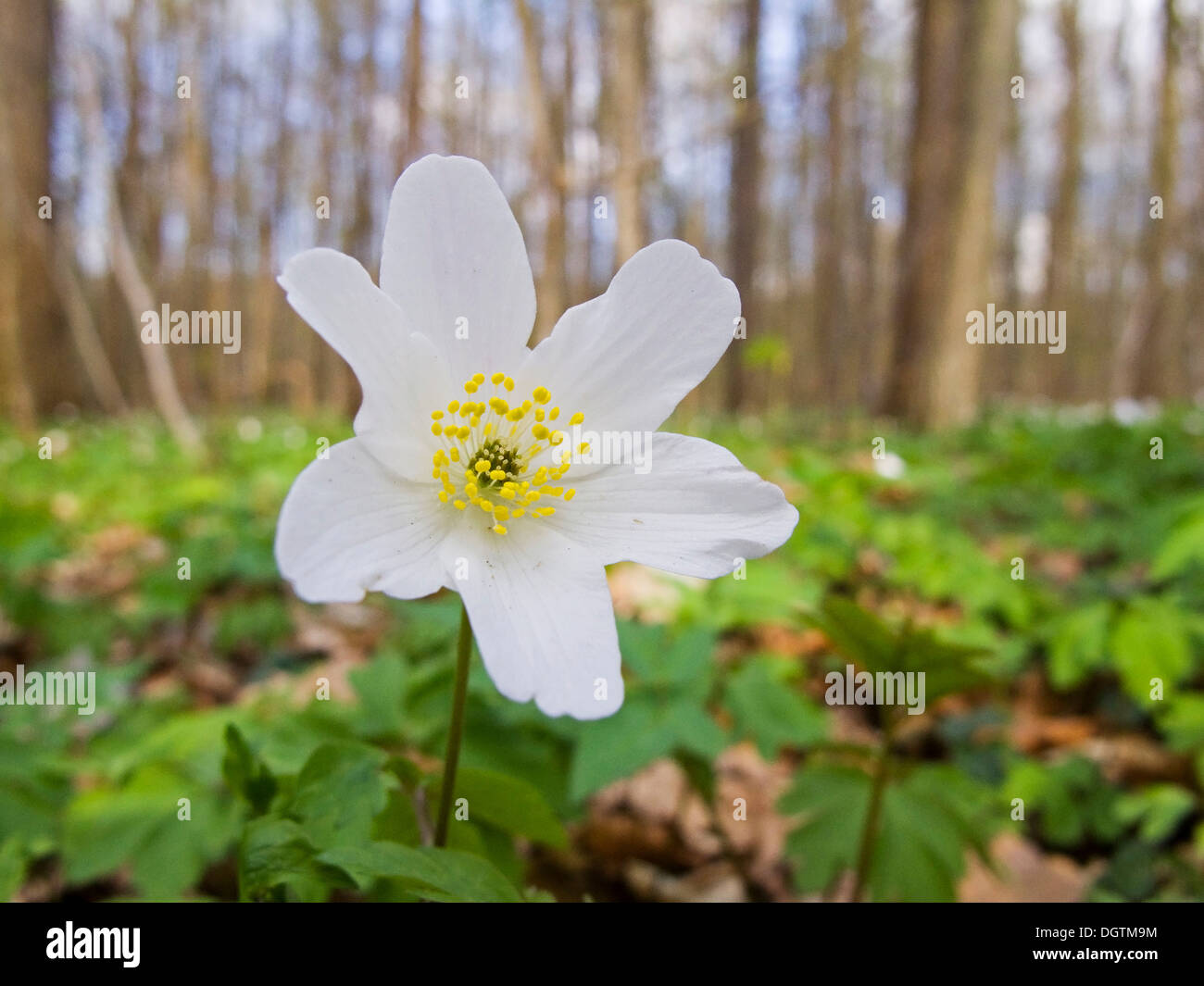 Legno anemone, windflower (Anemone nemorosa ,, Turingia) Foto Stock