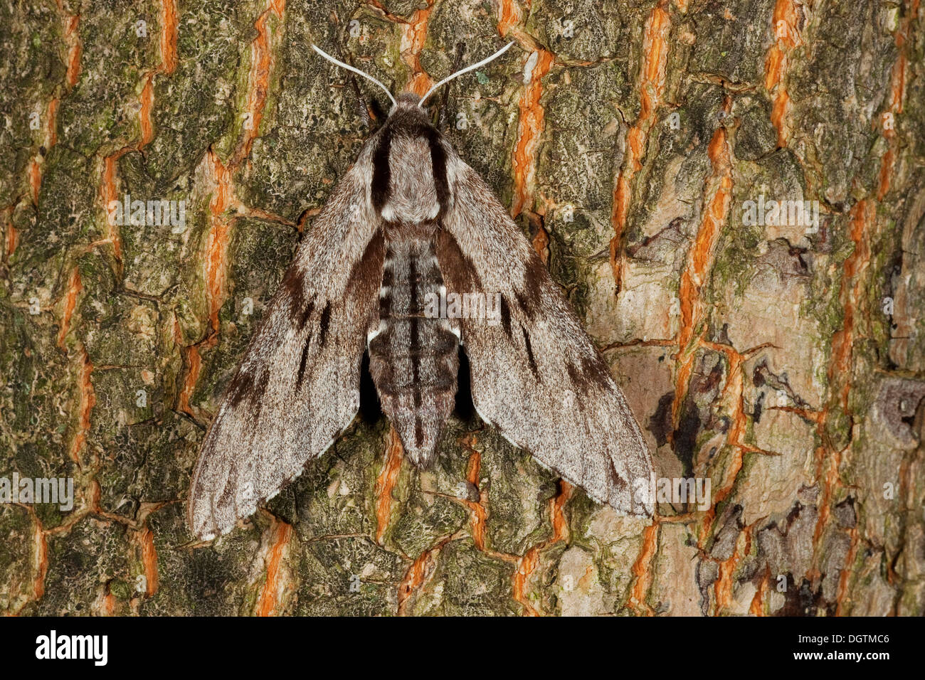 Pine hawk-moth (Sphinx pinastri) appollaiato su un tronco di albero, Turingia Foto Stock