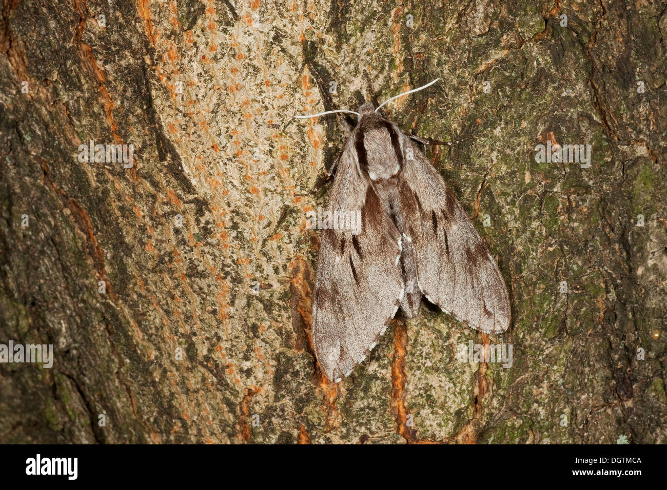 Pine hawk-moth (Sphinx pinastri) appollaiato su un tronco di albero, Turingia Foto Stock