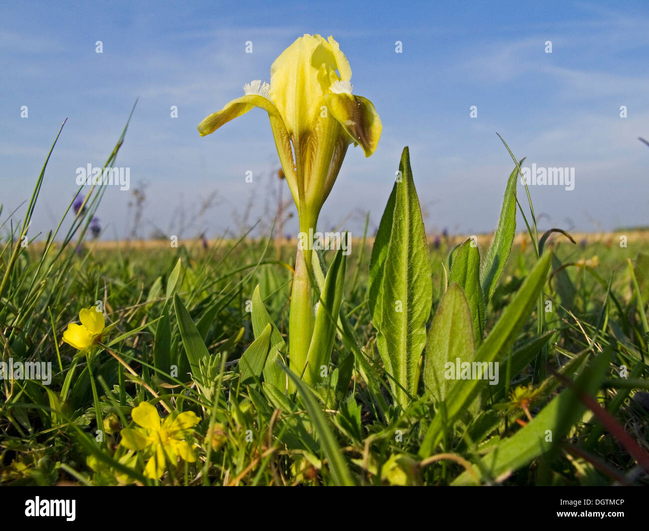 Nana (iris Iris pumila), il lago di Neusiedl, Austria, Europa Foto Stock