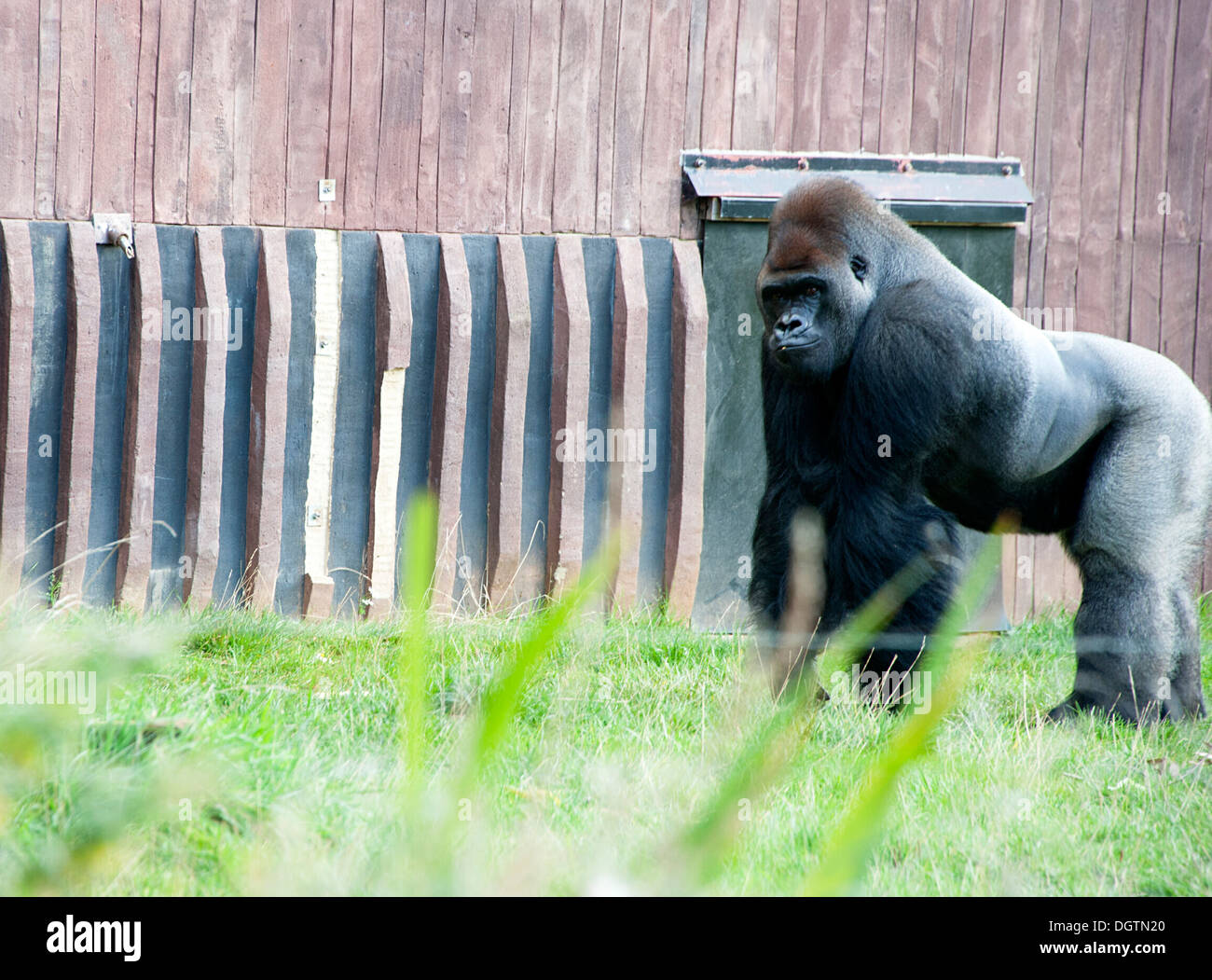 Western gorilla di pianura al di fuori in London Zoo Gorilla unito. Foto Stock