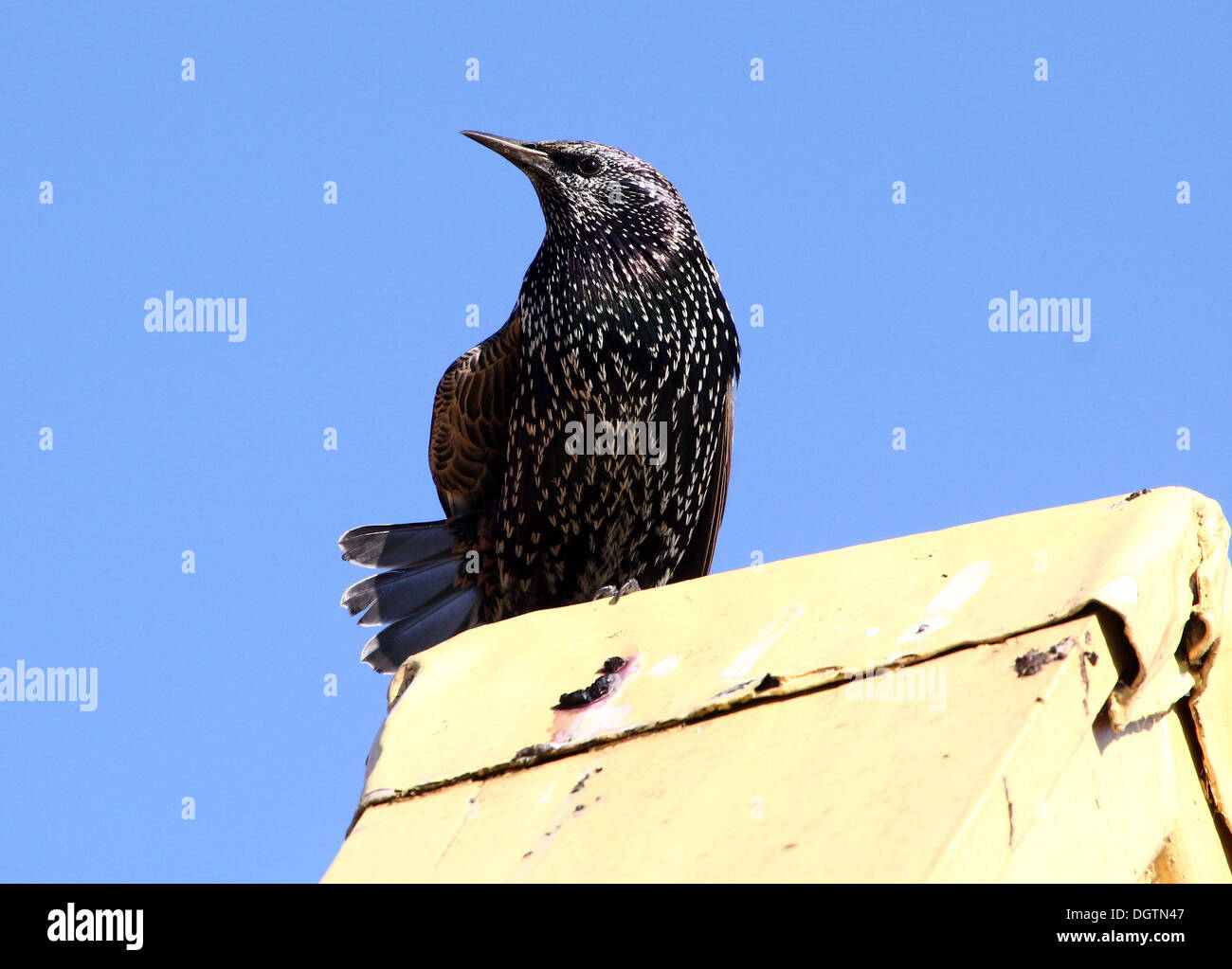 Coppia Starling (Sturnus vulgaris) Foto Stock