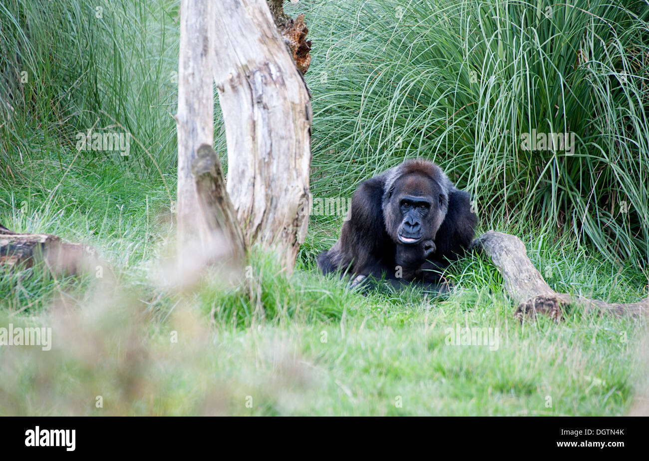 Western gorilla di pianura al di fuori in London Zoo Gorilla unito. Foto Stock