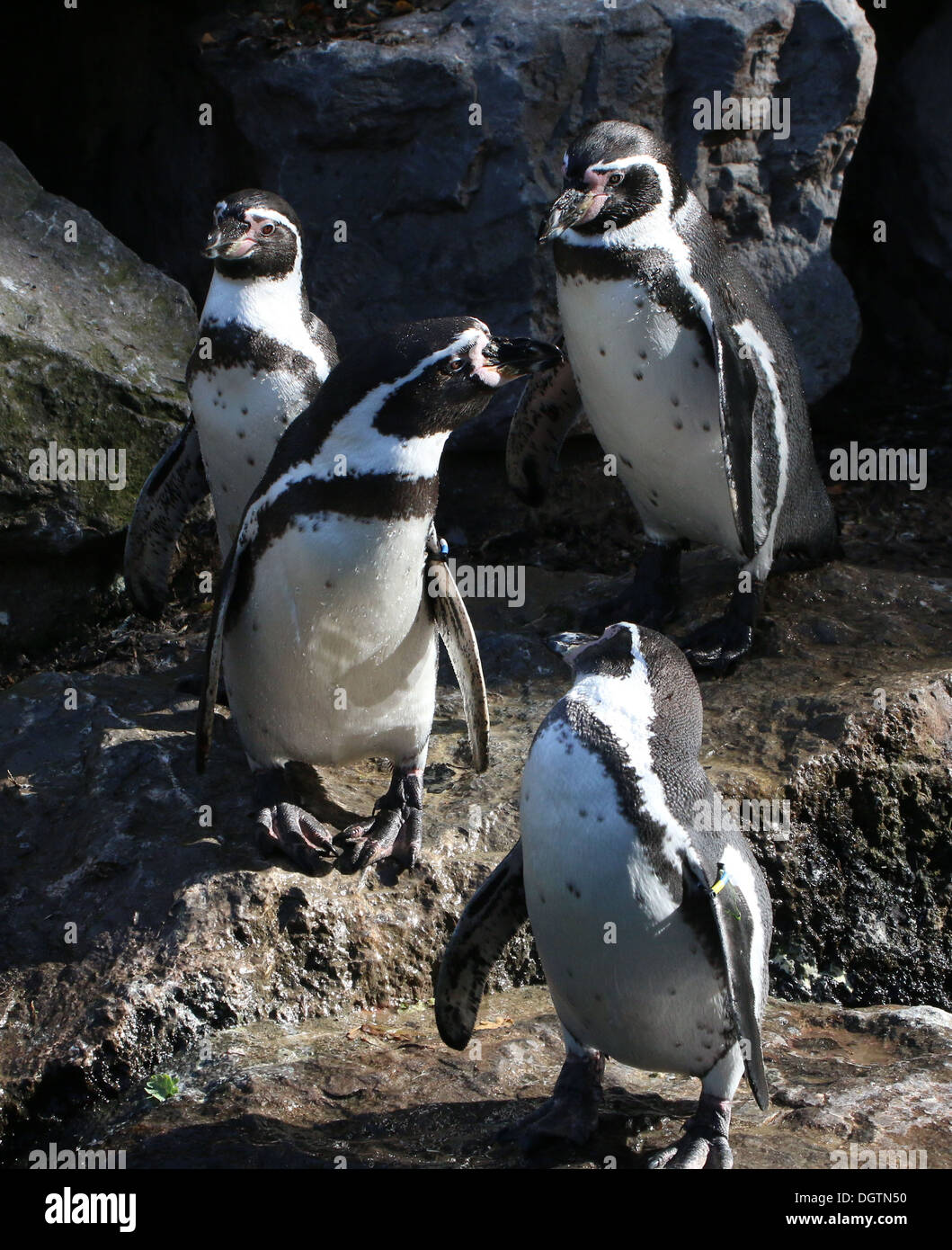 Gruppo di Humboldt o peruviana pinguini (Spheniscus Humboldti) Foto Stock