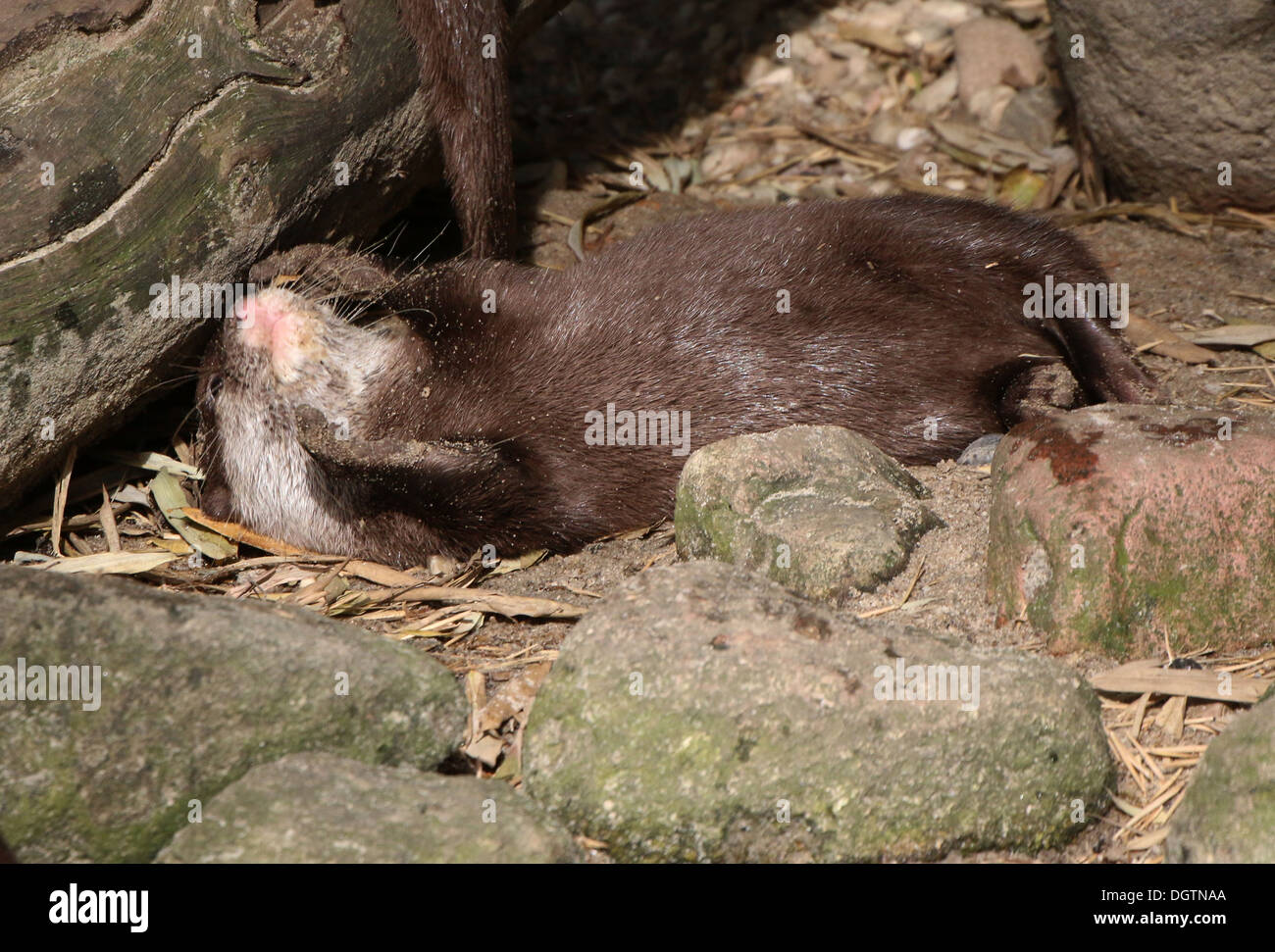 Orientali o Asian small artigliato lontra (Aonyx cinereus) laminazione sulla sua schiena Foto Stock