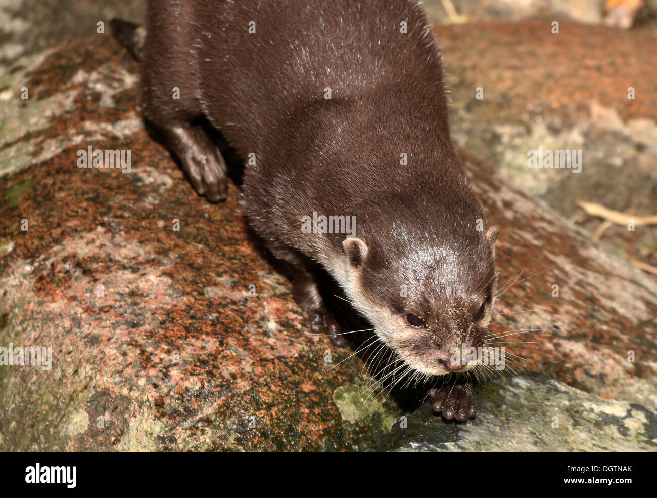 Orientali o Asian piccoli artigli lontra (Aonyx cinereus) Foto Stock