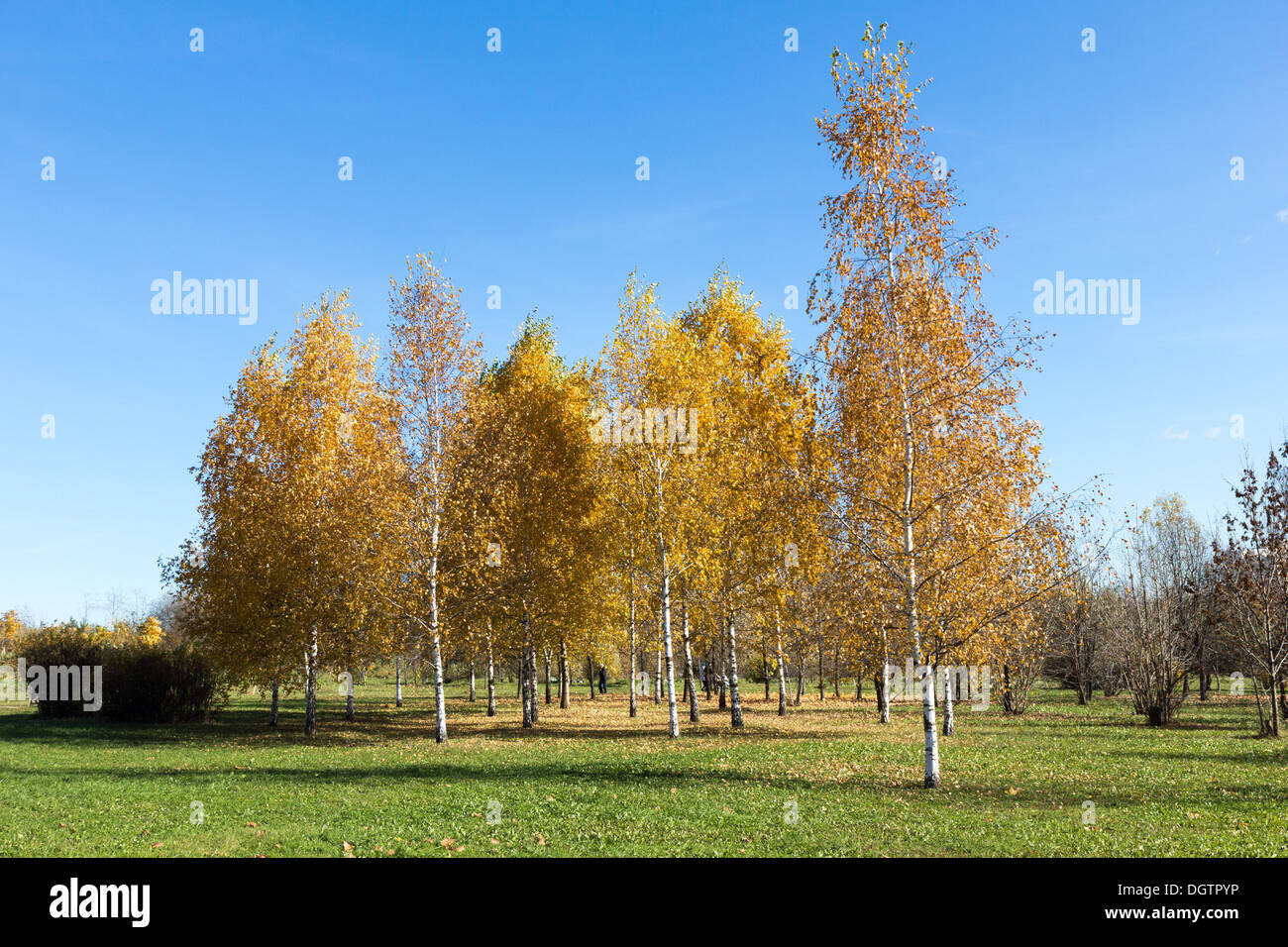 Autunno dorato. vista parco Foto Stock