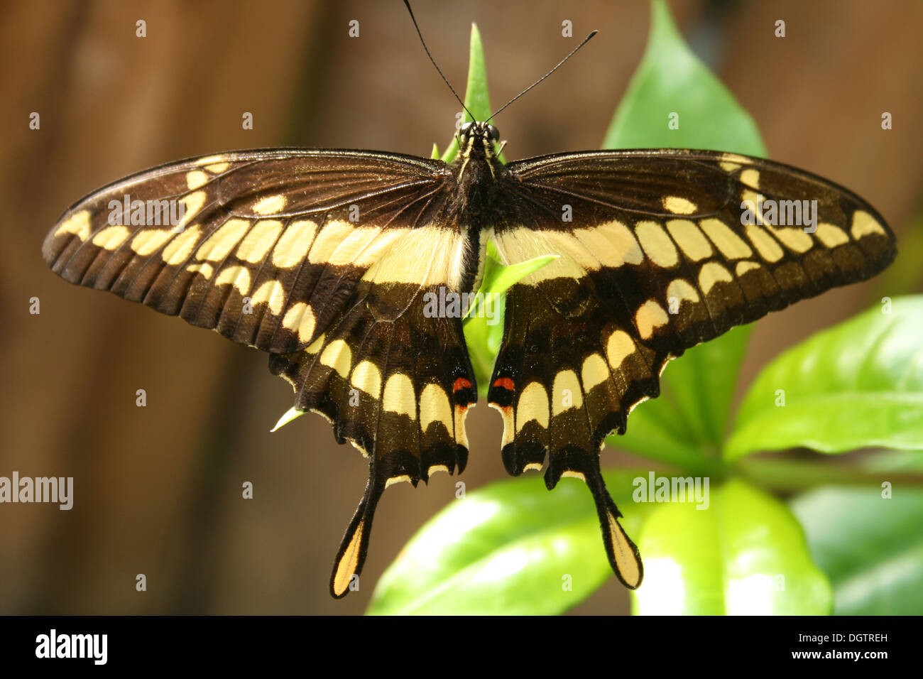 Una farfalla sospesa da una pianta in un giardino delle farfalle a Mindo, Ecuador Foto Stock