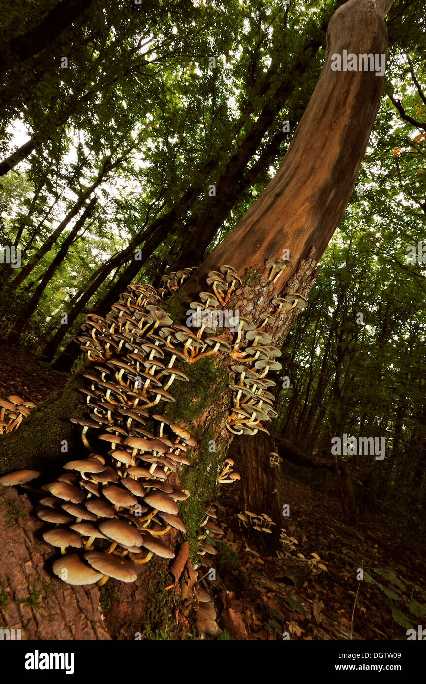 Un albero morto il moncone in autunno, coperto con funghi (specie sconosciuta) Foto Stock