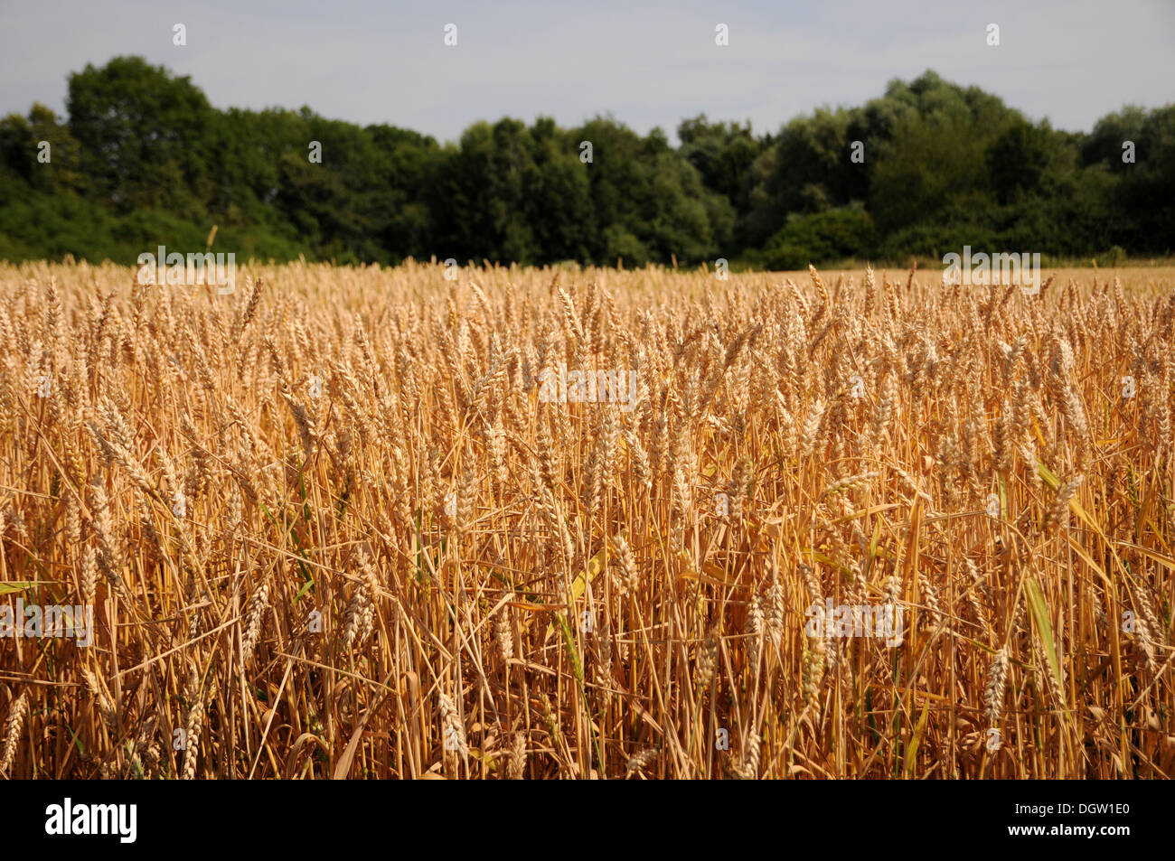 Mature Wheat-Field Foto Stock