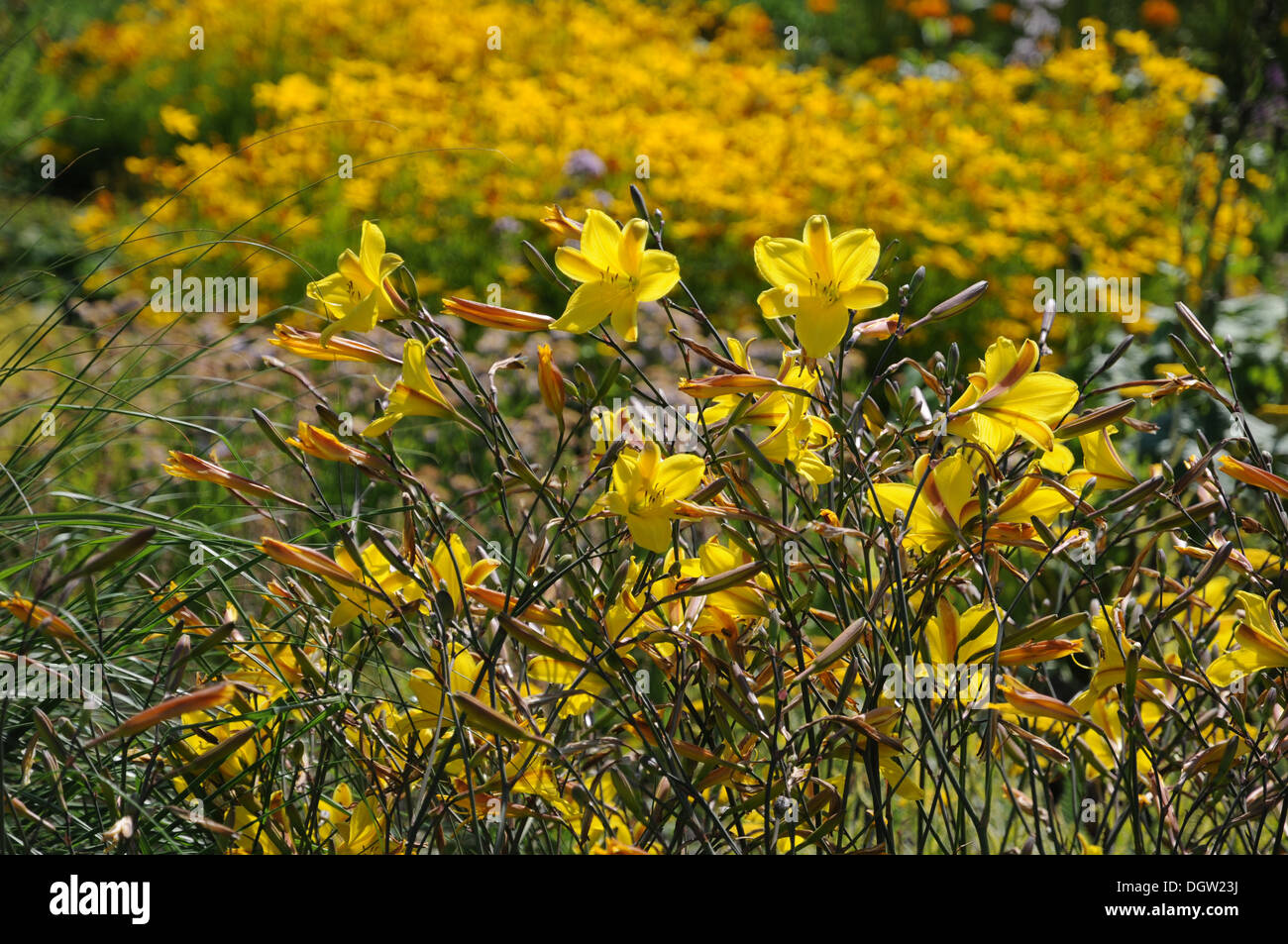 Daylilies Foto Stock