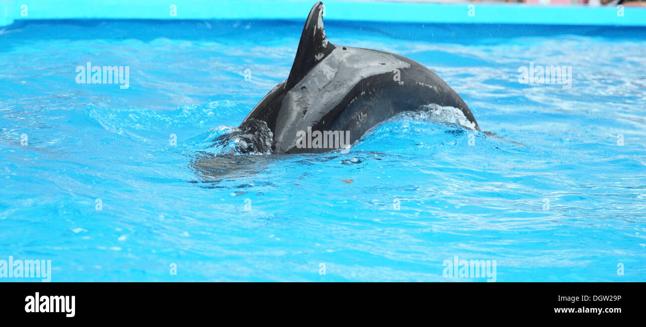 Dolphin in acqua Foto Stock