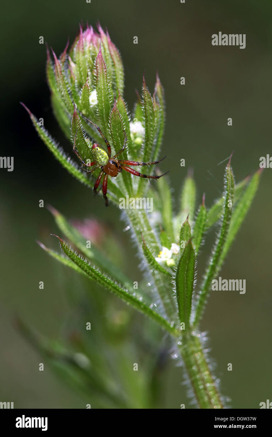 Arianella cucurbitina, Cucumber green Spider Foto Stock