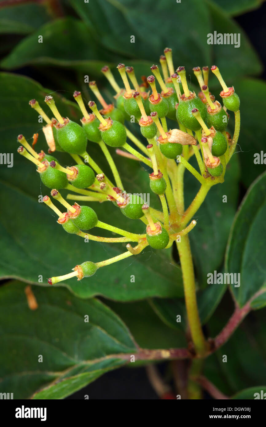 Cornus sanguinea, sanguinello, bacche Foto Stock