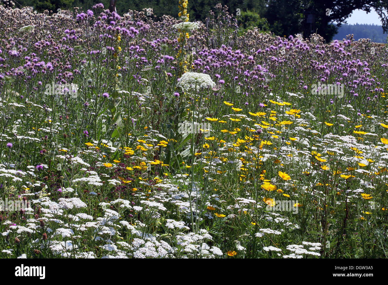 Yarrow, Golden Marguerite, Creeping Thistle Foto Stock