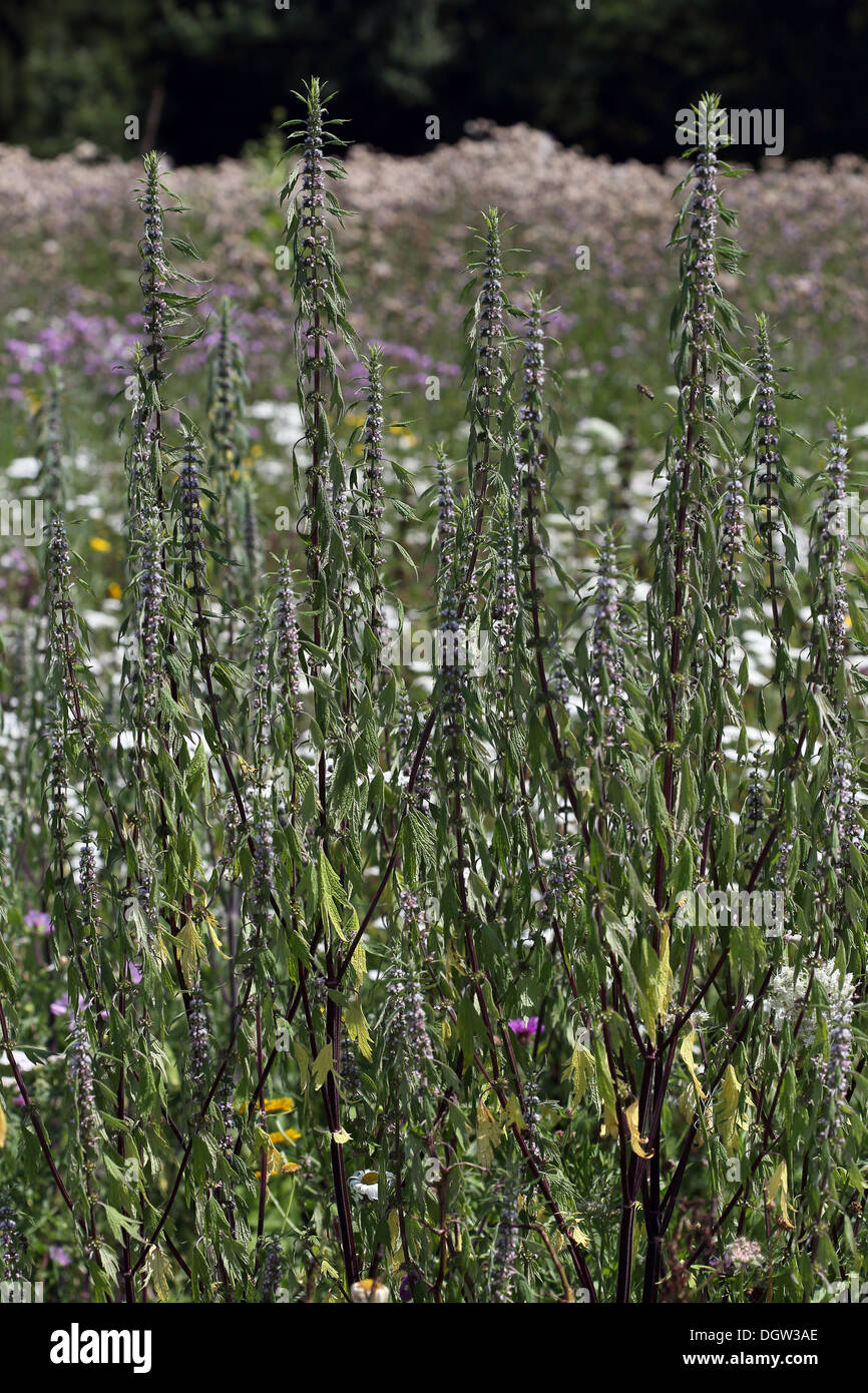 Leonura cardiaca, Motherwort Foto Stock