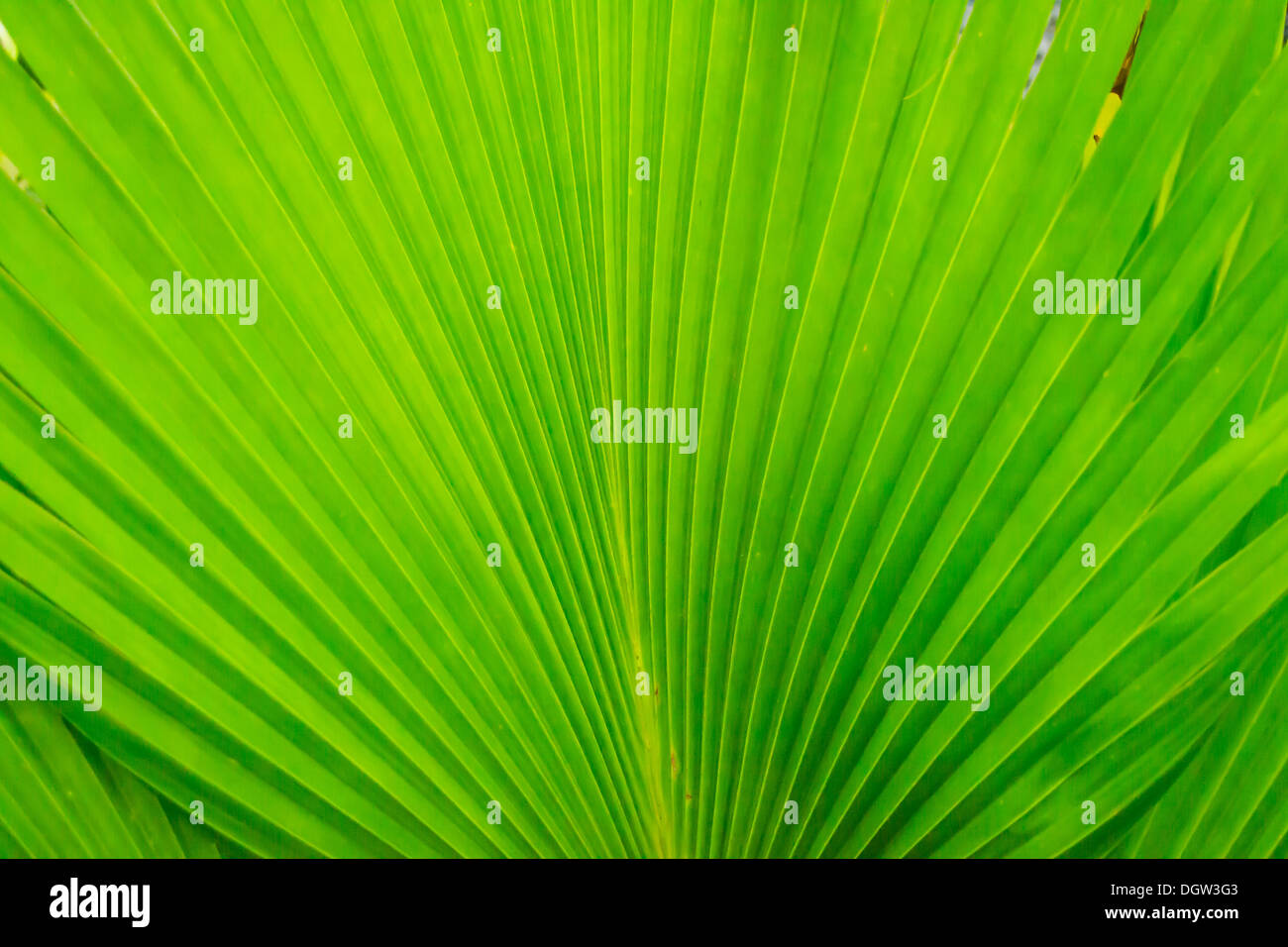 Questa è una foglia verde disturbo modellato naturalmente. Foto Stock