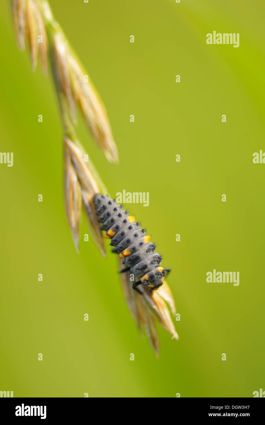 Larva di coccinella Foto Stock