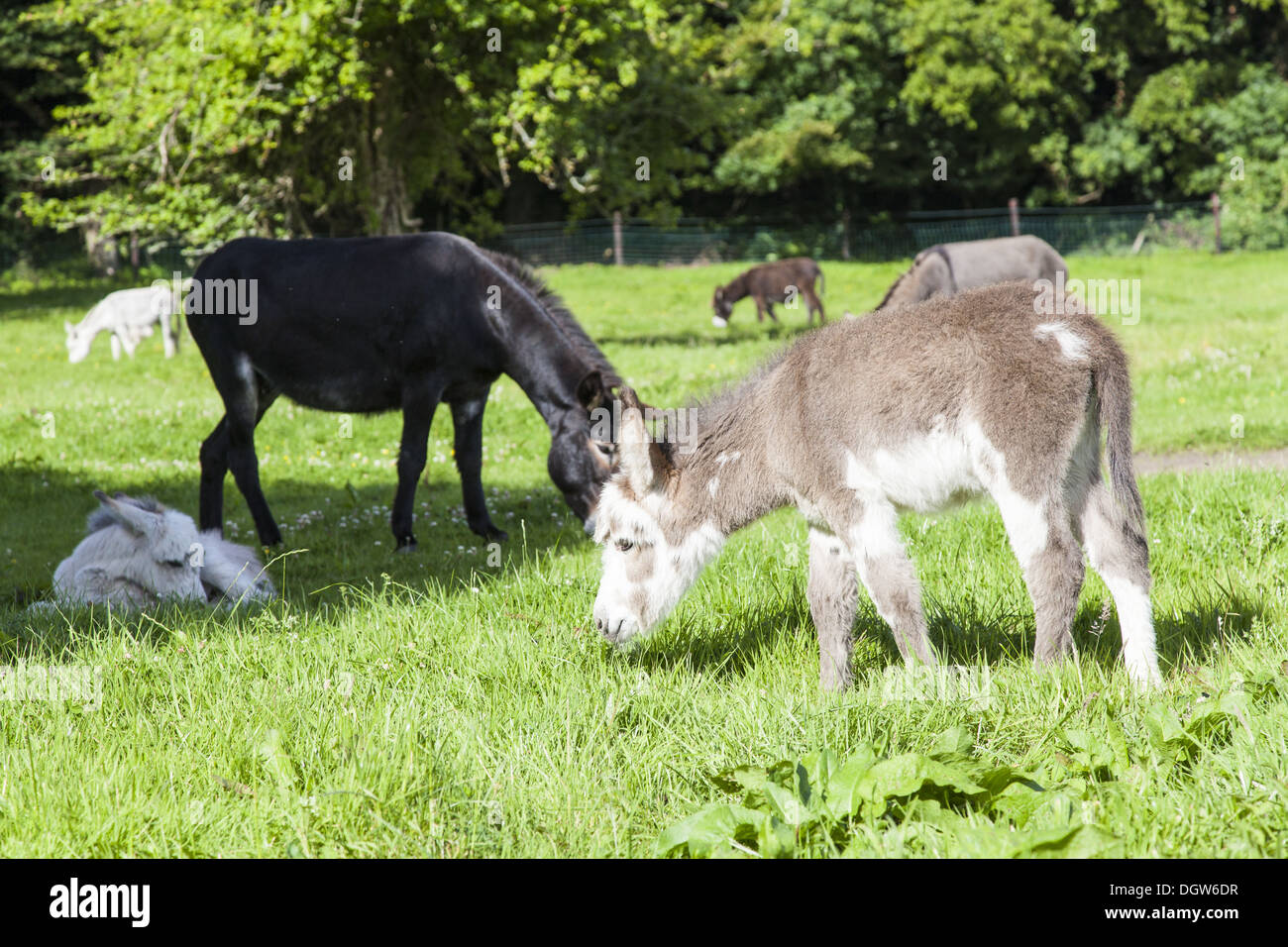 Asino (Equus asinus asinus) Foto Stock