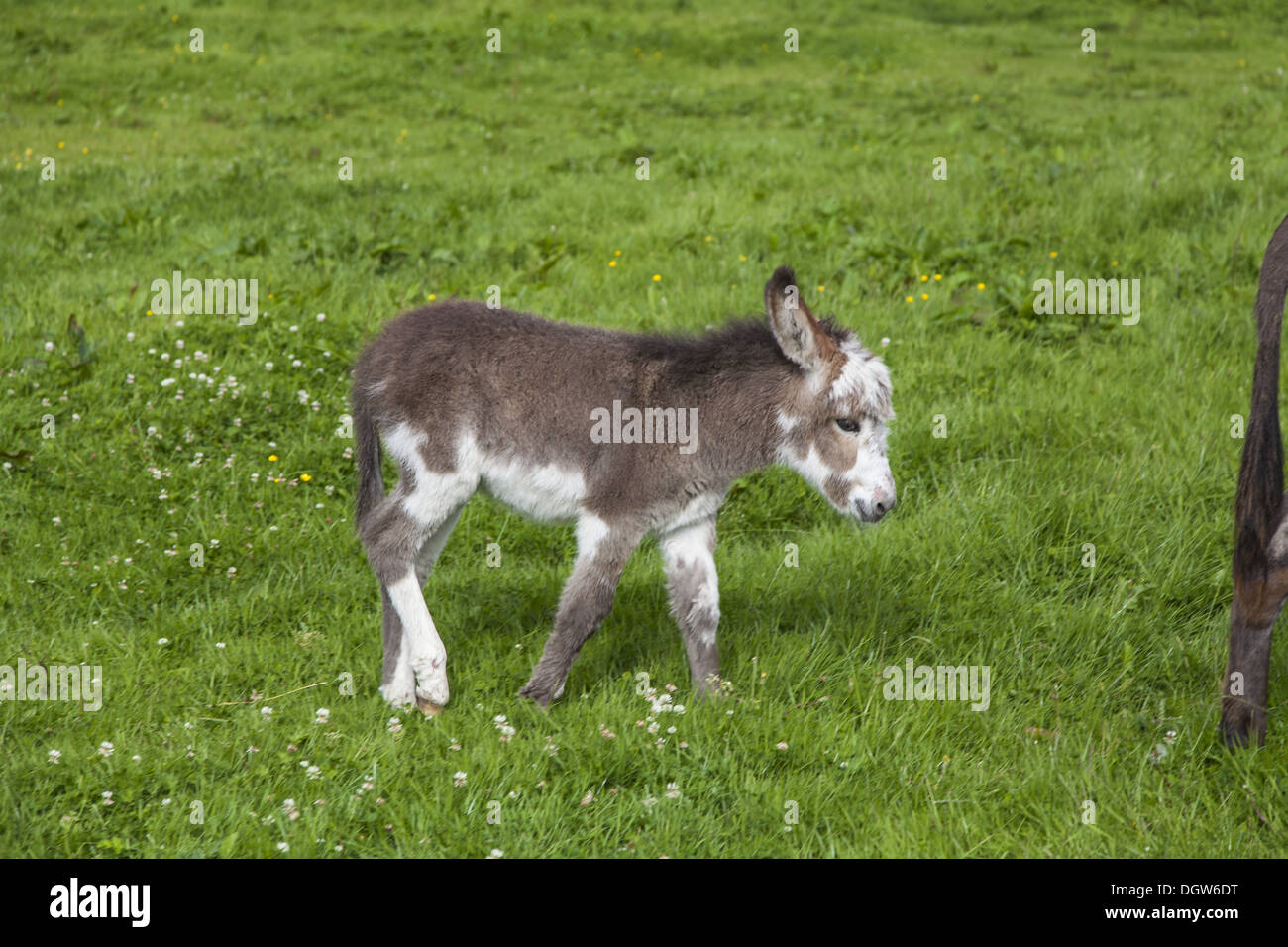 Asino (Equus asinus asinus) Foto Stock