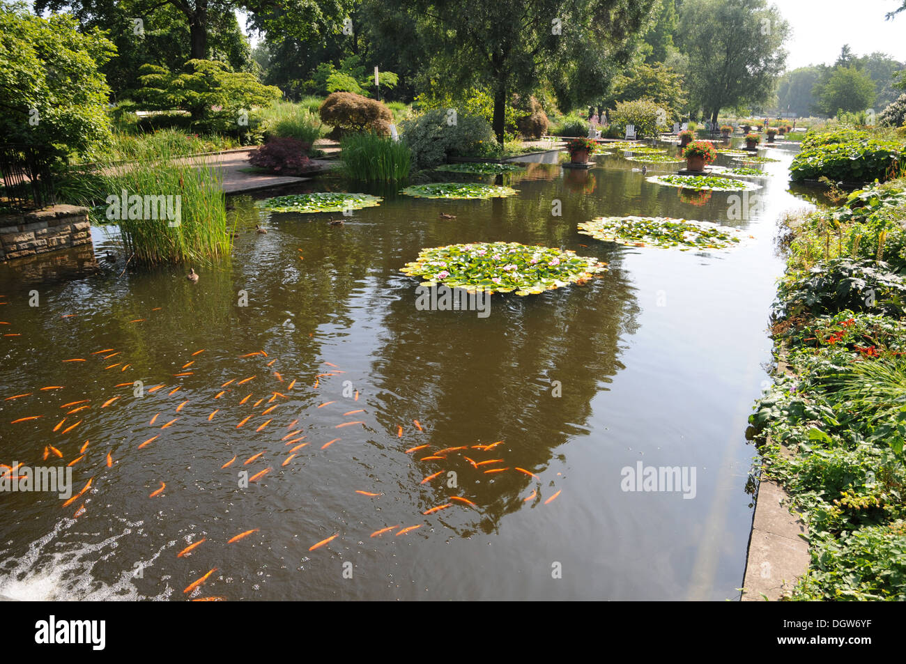 Goldfishes in un stagno Foto Stock