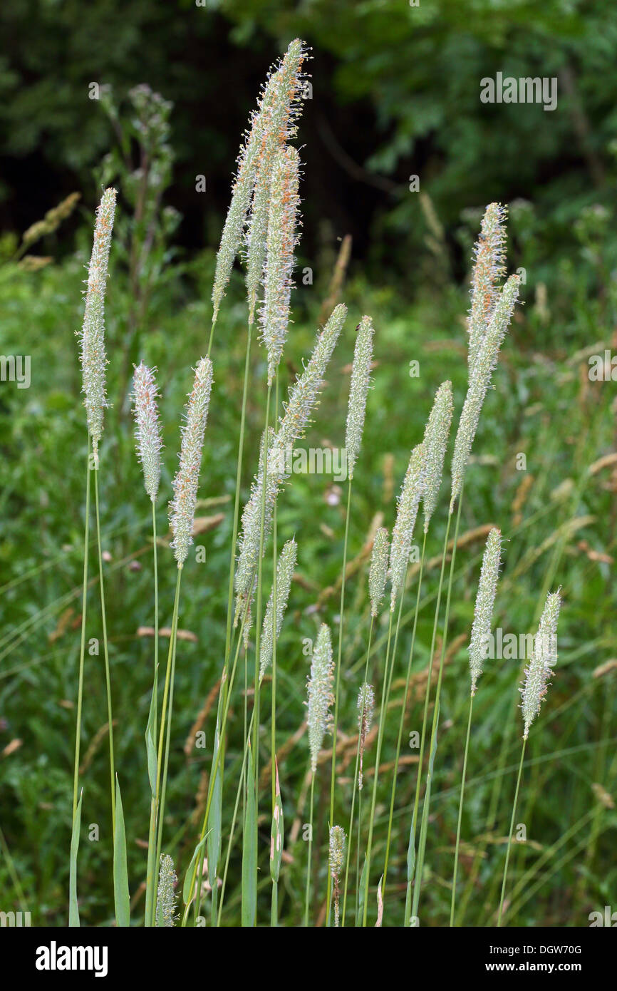 Alopecurus pratensis, coda di volpe Foto Stock