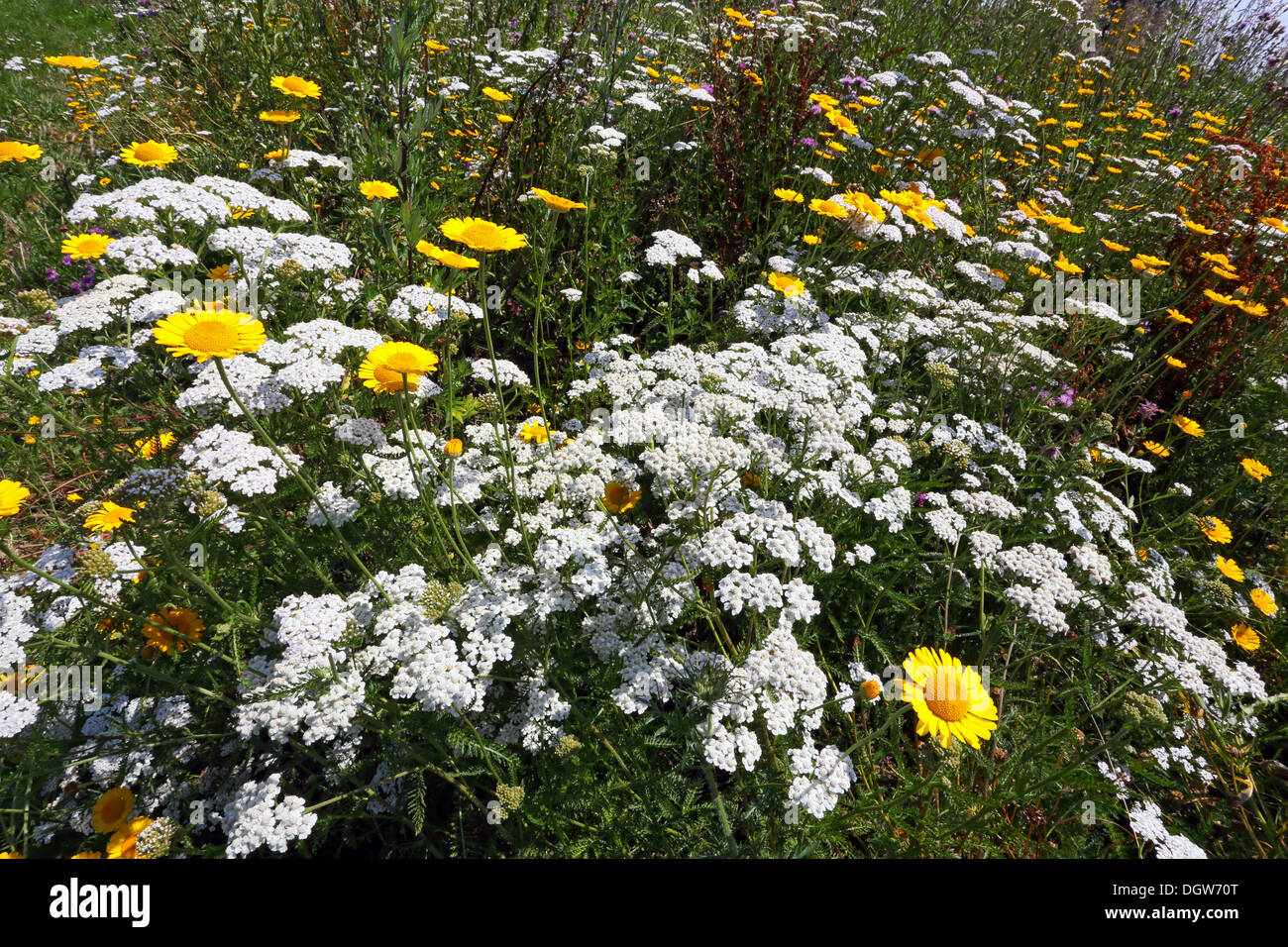 Prato con Golden Marguerite e ACHILLEA Foto Stock