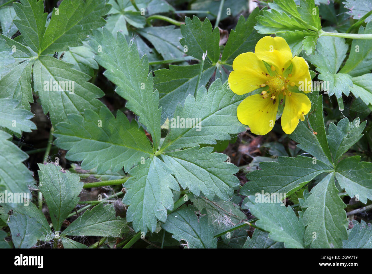 Potentilla reptans, Creeping Cinquefoil Foto Stock